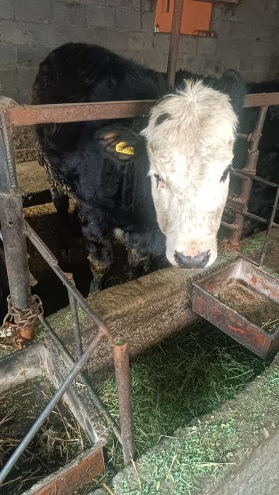 Продам телок и бычка