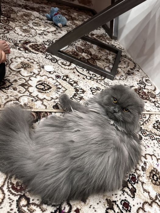 Britanskiy zotdor uzun yungli mushuk