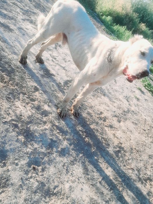 Alabay sotiladi 3yosh