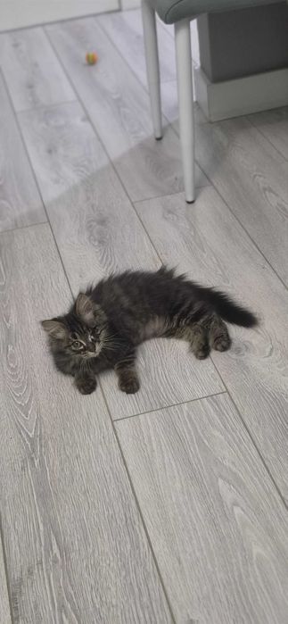 Пристравивается Уна- маленькая кошечка