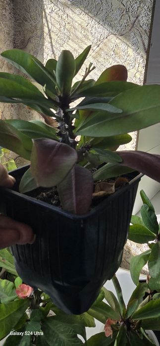 Продам комнатные цветы.