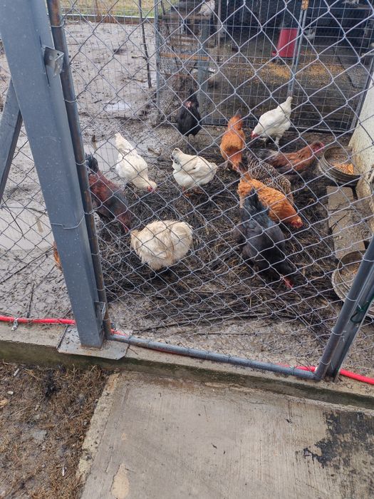 Cocoși din Septembrie 2025