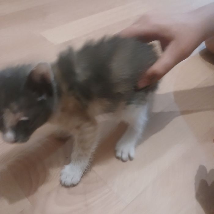 Котёнок девочка 4 цветная