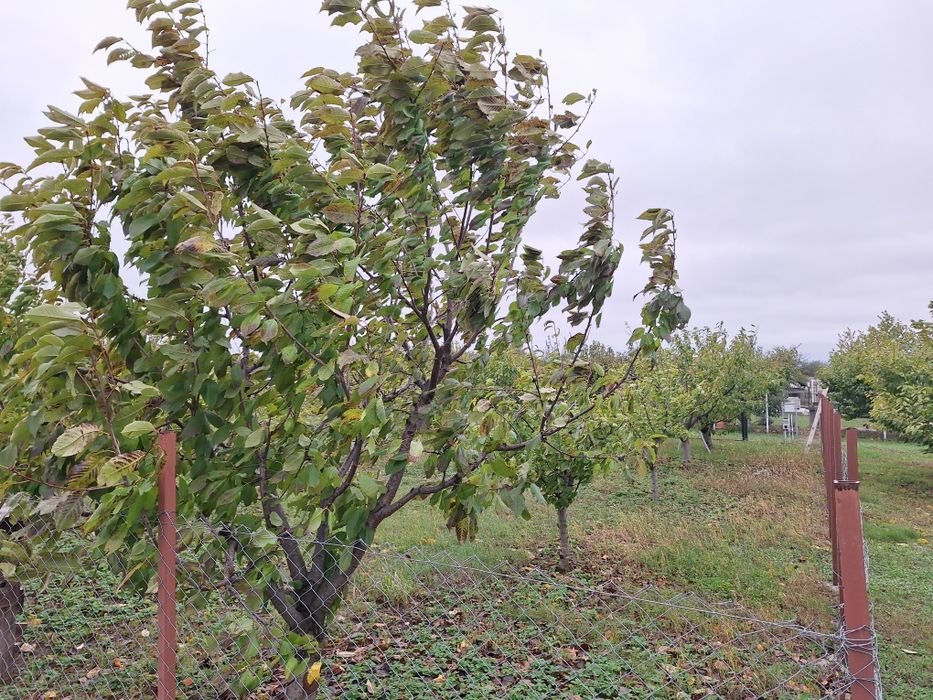 Teren intravilan 520mp – Vorovești, 85 € mp  | Zonă liniștită,