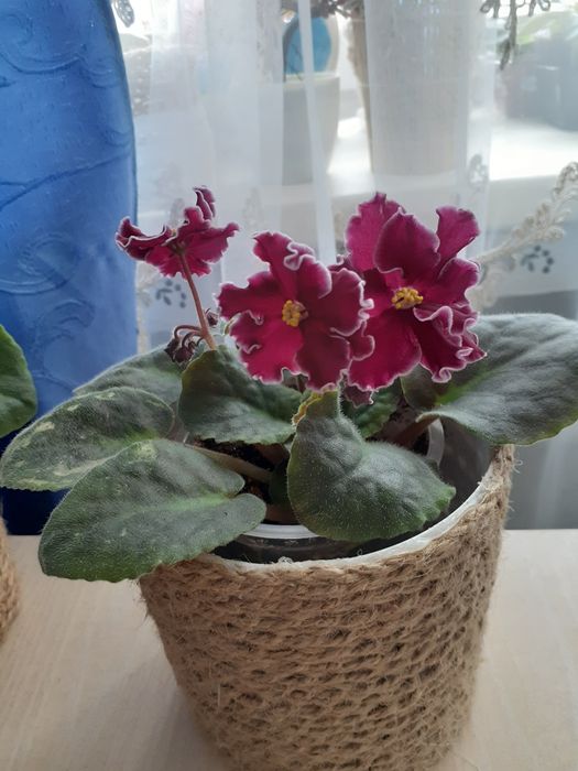 Продам комнатные цветы