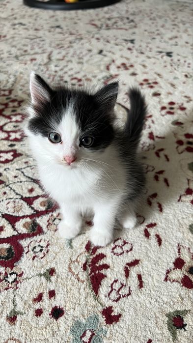 Супер активные котята в добрые руки