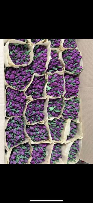 Тюльпаны оптом 320 тг оптом голландия