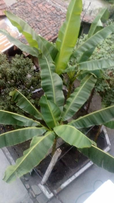 Студоустойчева Бананова палма