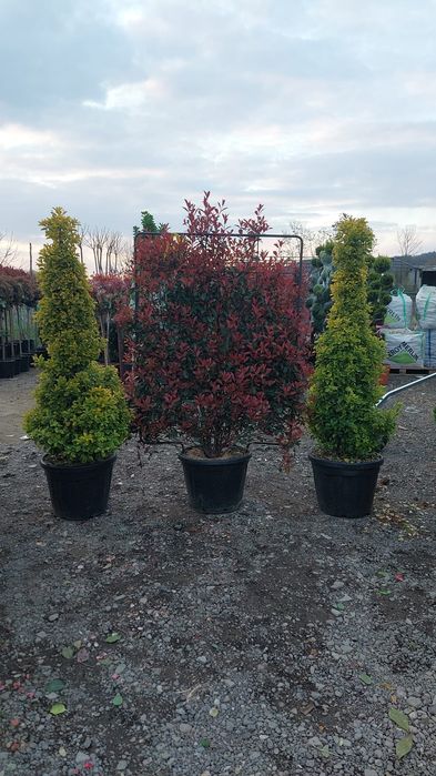 Plante ornamentale ptr gradina