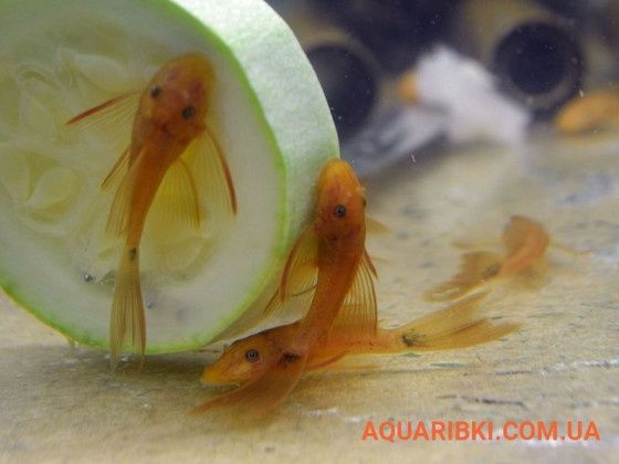 Анциструс Ред вуаль