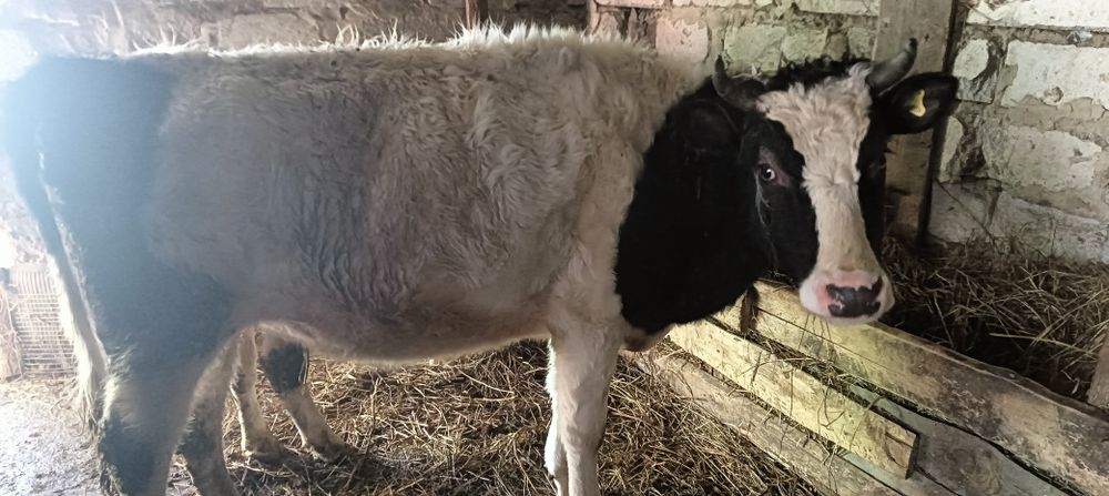 Продам КРС 5 голов