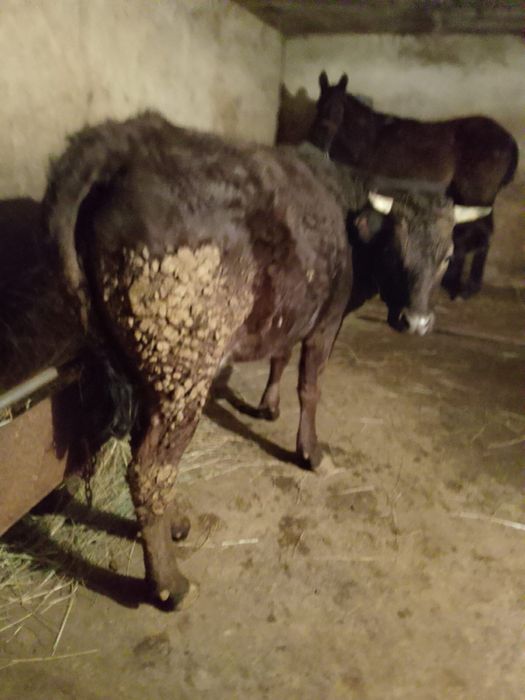 Продам жирную тёлку