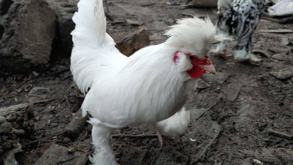 Япон хурозча бор сотувда