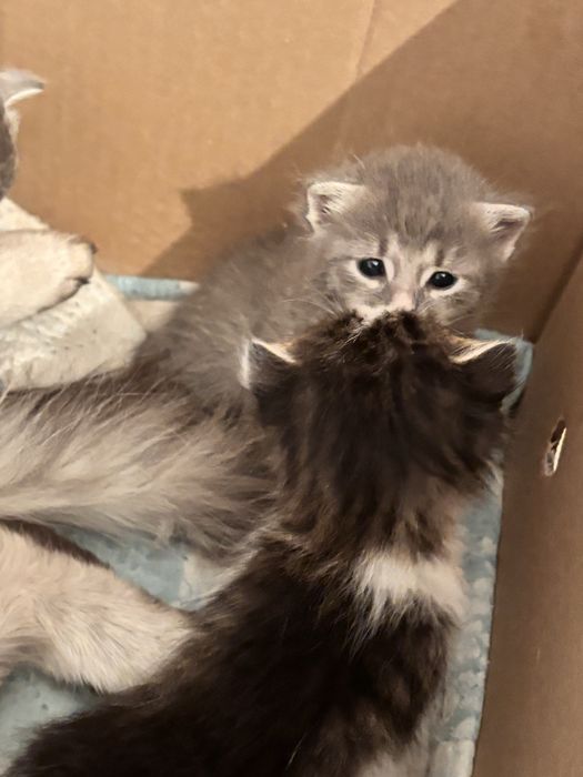 Продам 3 котяттти