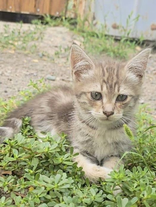 Отдам котят, мальчики
