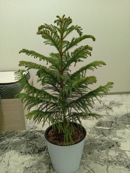 Araukariya Uy archasi