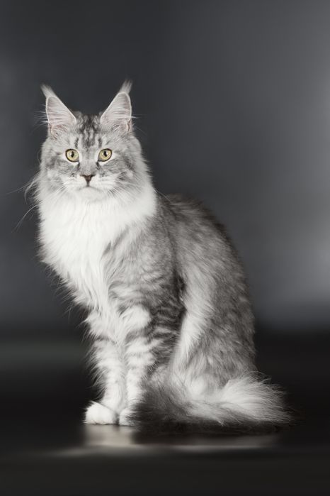 Мейн кун, котята 4 месяца