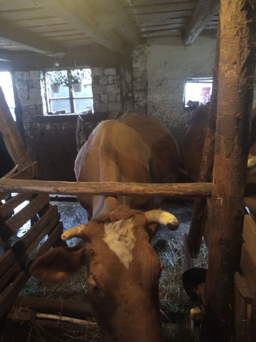 Vaca gestantă in luna 9