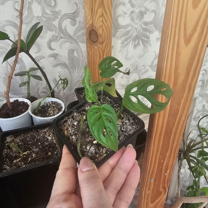 Продам комнатные цветы