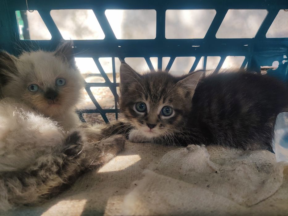 Очень красивые котята