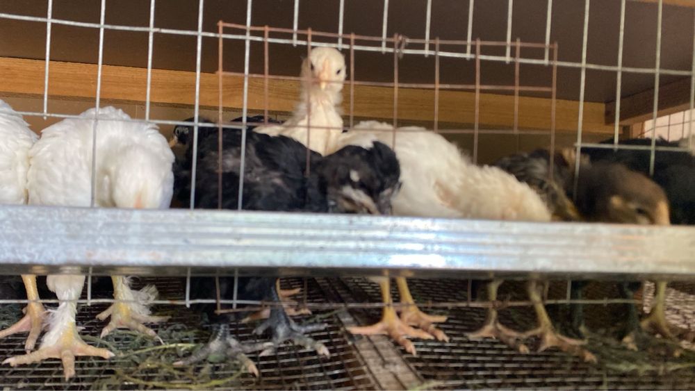 казакы балапандар