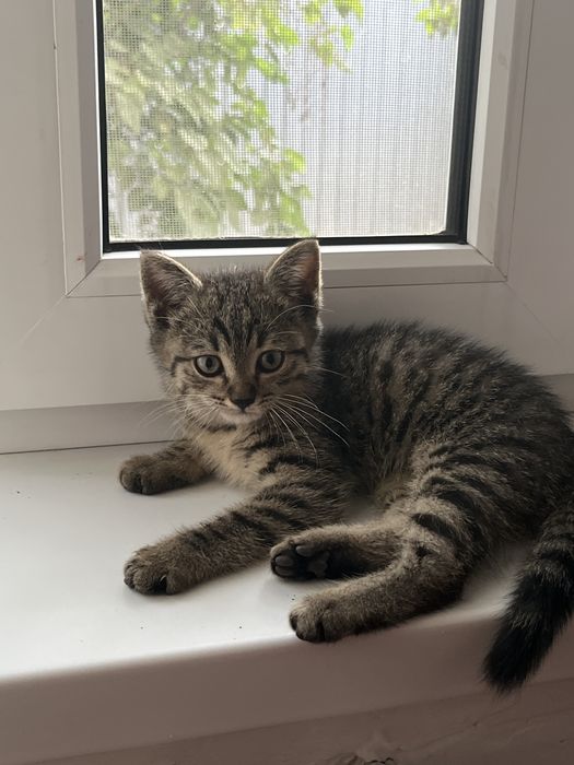 Продам котенка мальчика