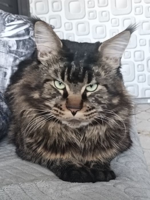 Вязка кот мейнкун