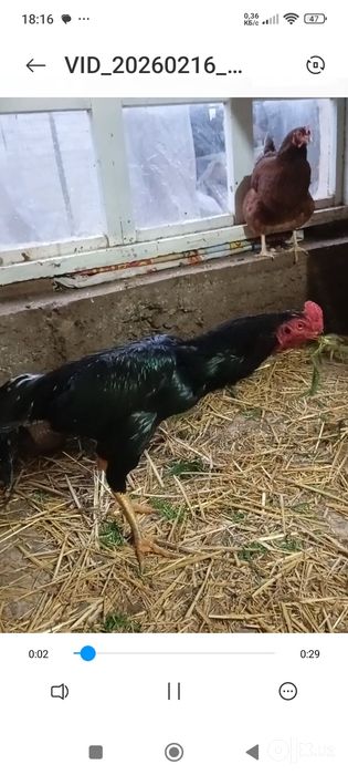 Дакан Хуроз сотилади