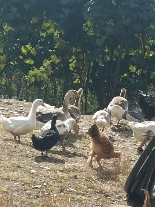 Vand Gaste 130 de lei