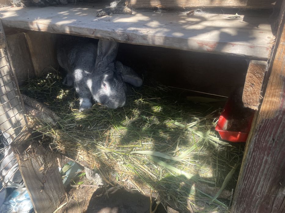 Vand iepuri taile mare