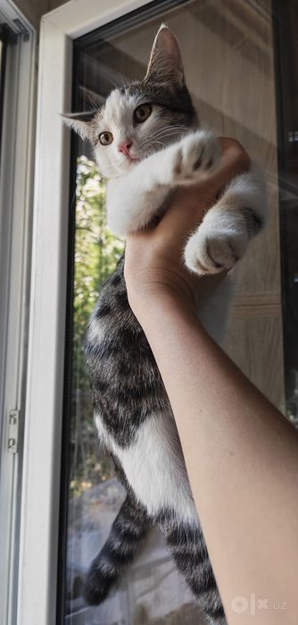 Пристраивается котенок девочка 4 месяца