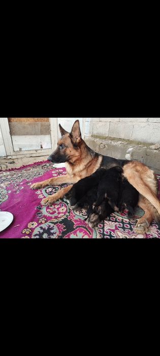 Отдам в хорошую руку