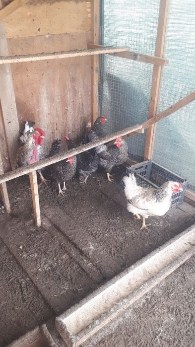 Домашние куры молодые