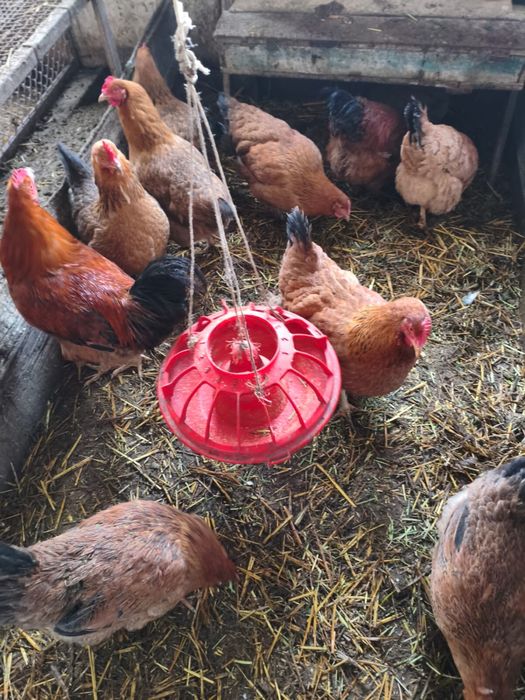 Продам петухов и курей