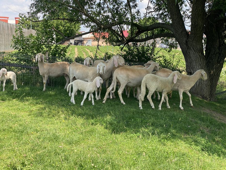 Oi bergamasca si miei