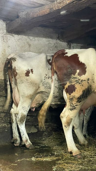 Vând 3 vaci bălțate românești fătate
