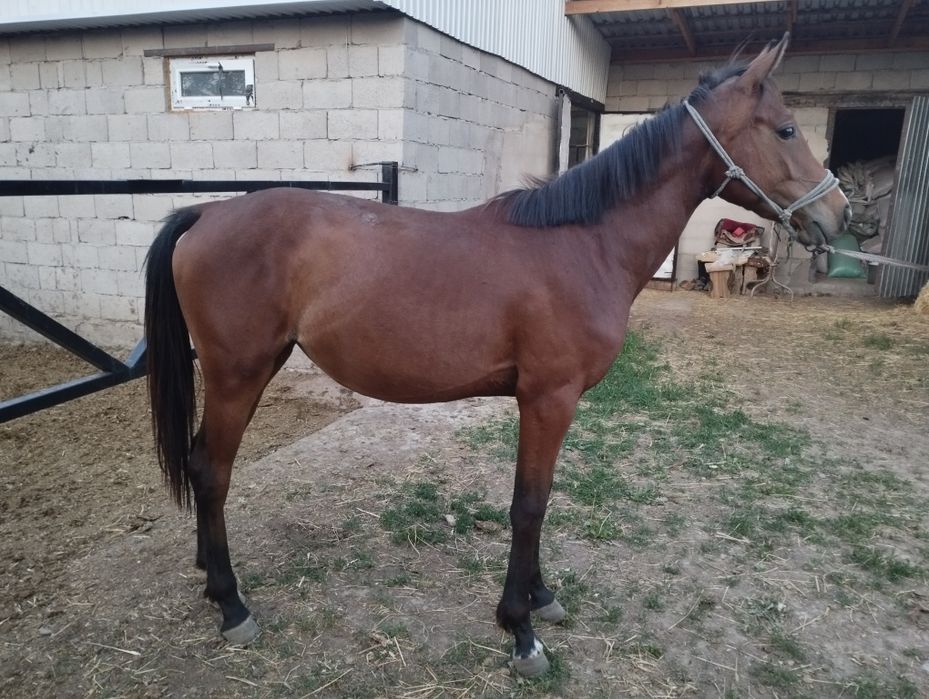 Ол үстіне отырды да келді