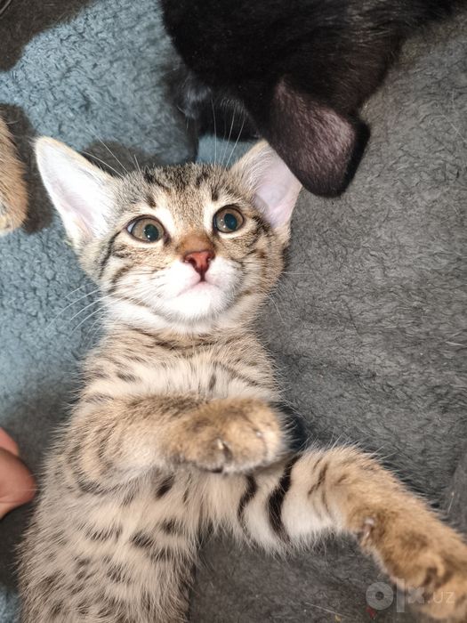 Отдам котят даром срочно