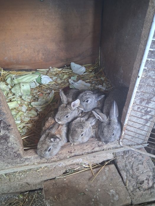 Vindem iepuri 30lei buc pui