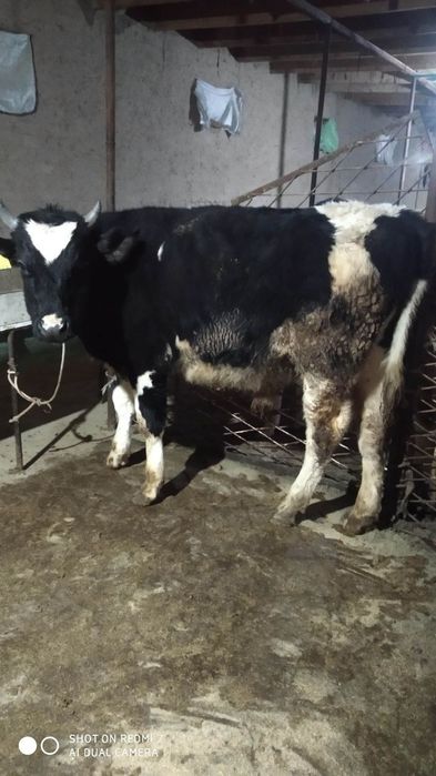 Buqalar sotiladi, 1.5 yosh, 22 mln so'mdan yana kelishiladi.