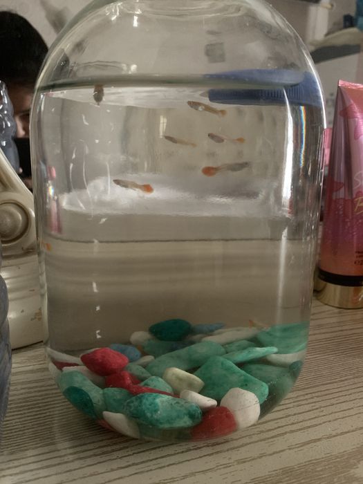 Guppi baliq bolasi 8 dona 20.000