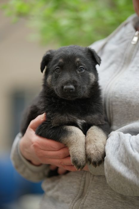 Восточно Европейская Овчарка