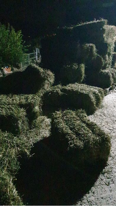 Vand vaca holstain 6 ani 4 fatari Campulung Arges pret 12.000 lei negociabil