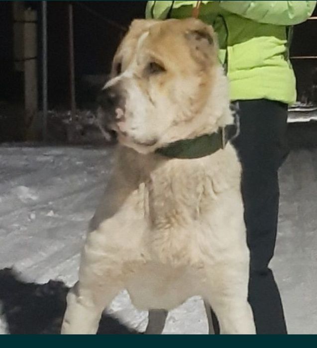 Щенки САО (Алабай)