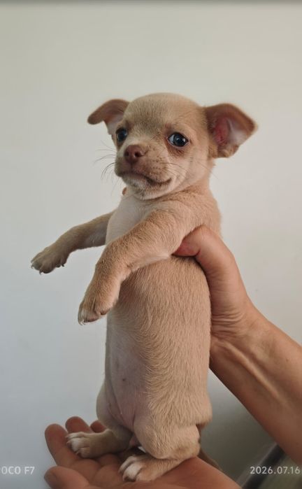 Щенки, чихуахуа, 2 месяца