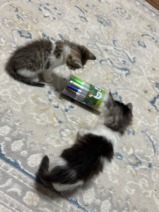 котята девочки сестра