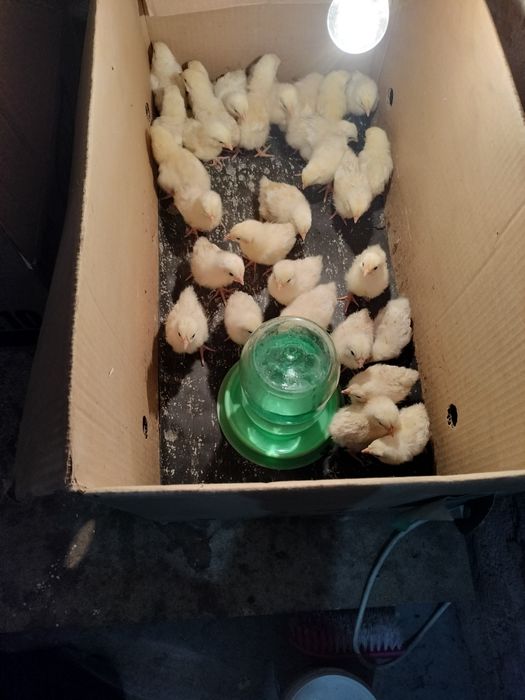 Балапан сатылады