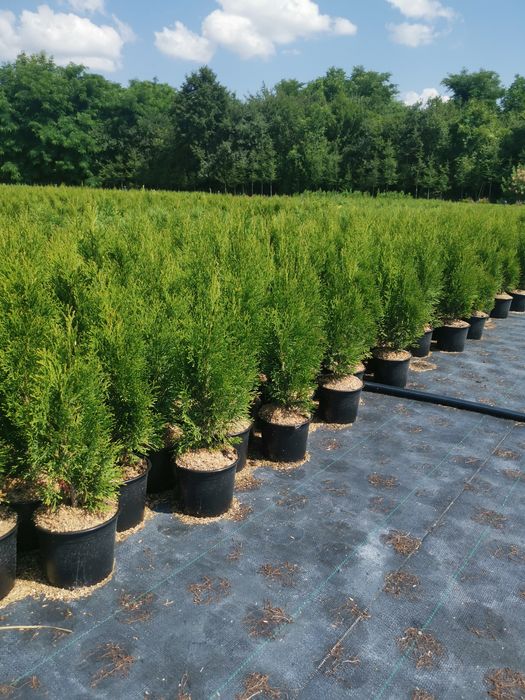 Туя смарагд 60 см цена 7лева