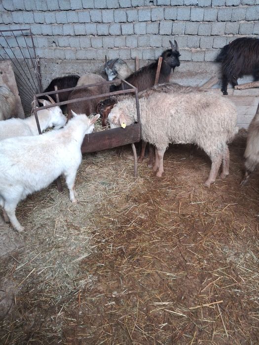 Серкелер ешкилер