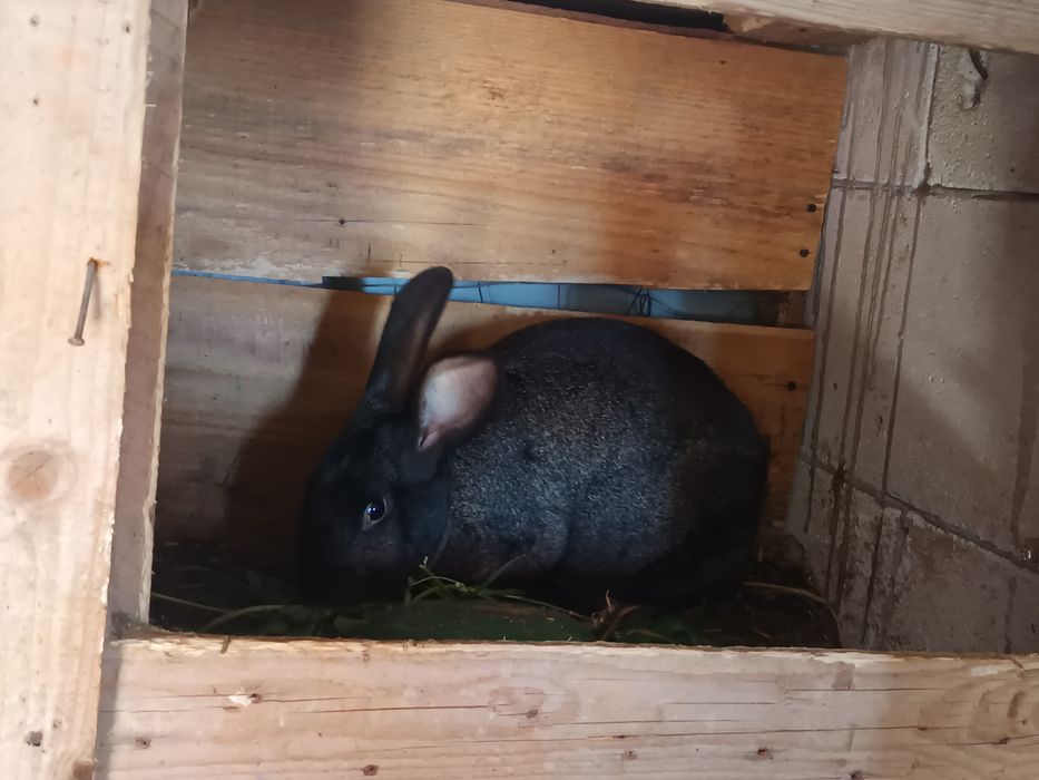 Vând iepurași ....